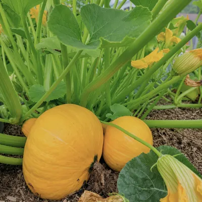 Courges jaunes cultivées dans un potager écologique