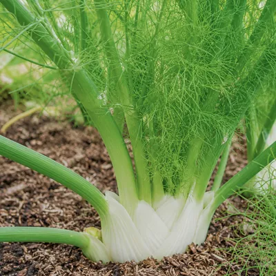 Fenouil en pleine croissance dans un potager bio