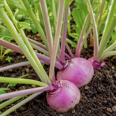 Navets recoltes dans un potager urbain ecologique