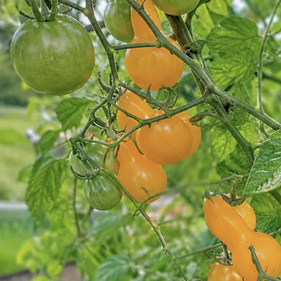 Tomates jaunes cultivées dans un potager