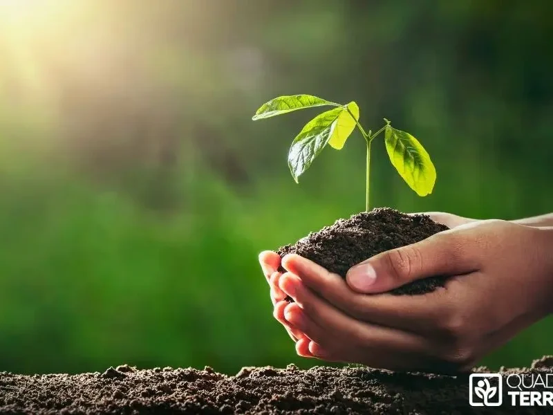 Créer un jardin écologique en ville : les erreurs à éviter