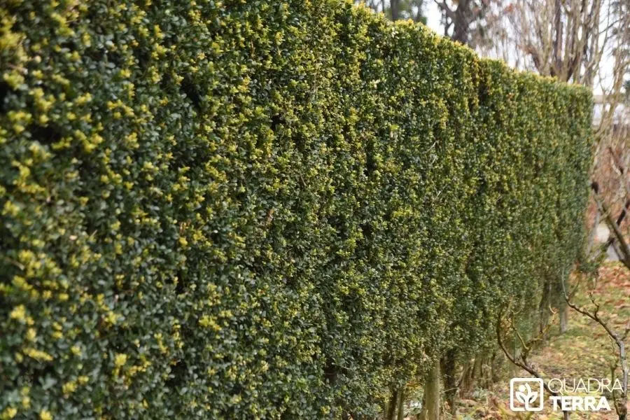 Période taille de haies