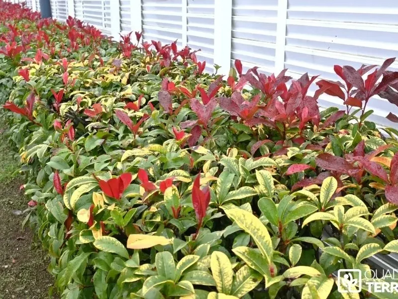 Quand tailler ses haies ? Le guide pratique en Île-de-France