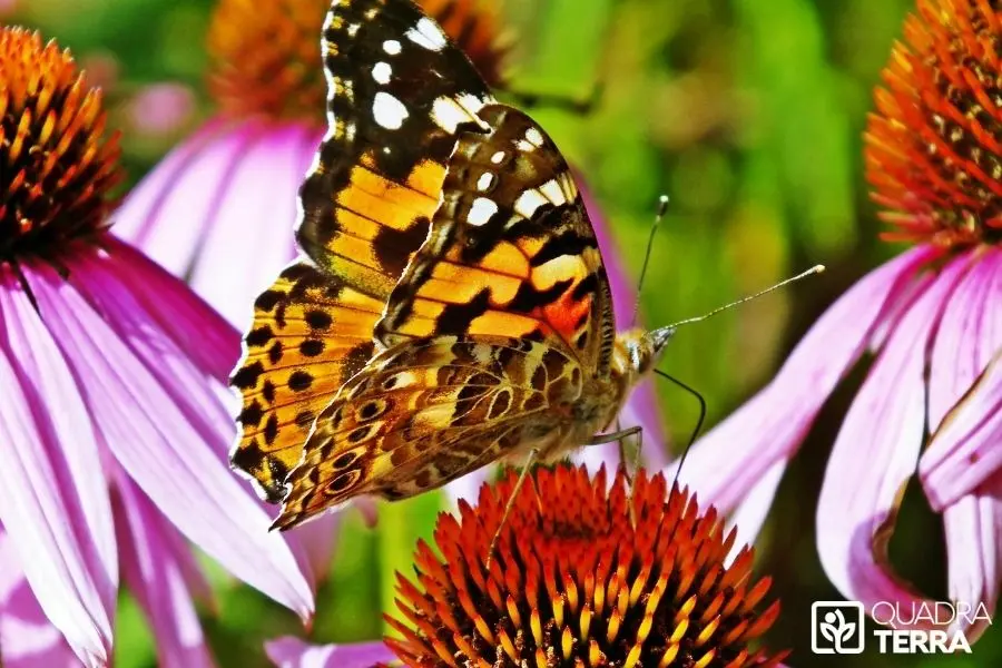 jardinage écologique