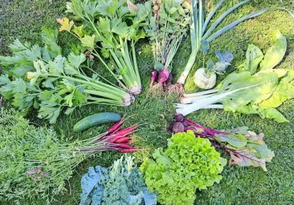 paysagiste potagers Fontenay aux roses