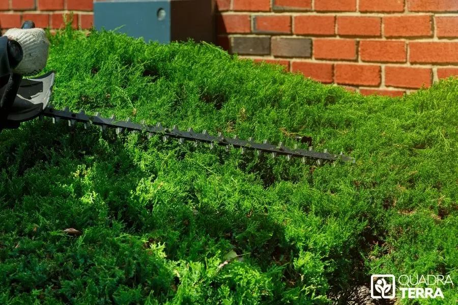 Taille haies copropriété