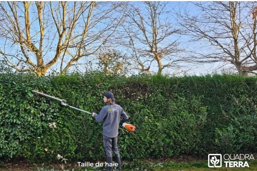 Prix taille haies Ile de France