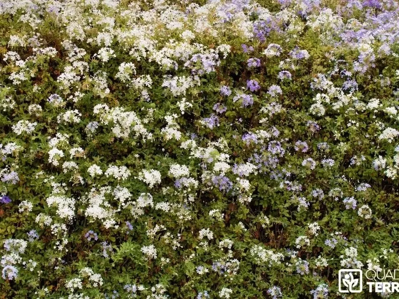 Prix taille de haie en Île-de-France : ce qui influence vraiment le tarif