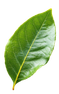 sierraverde11