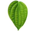 sierraverde33